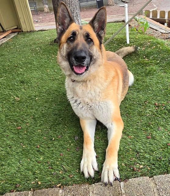 Davina, a ADOPTABLE German Shepherd Dog in Phoenix, OR image 2/4