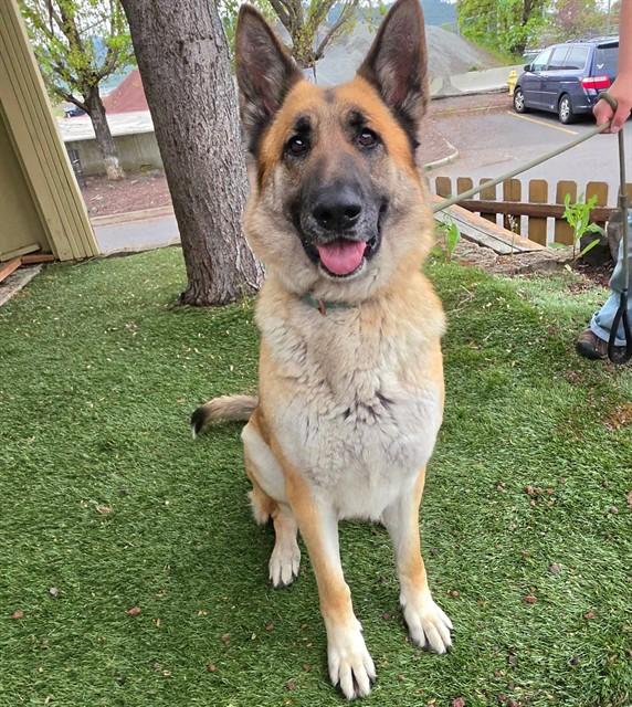 Davina, a ADOPTABLE German Shepherd Dog in Phoenix, OR image 1/4