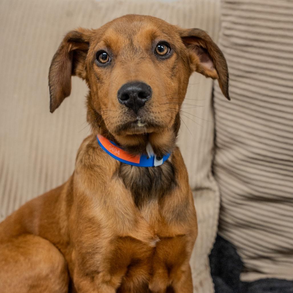 Manny, a Adoptable mixed breed in Pawling, NY image 1/6