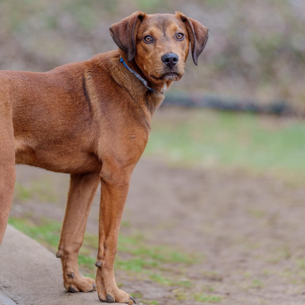 Enlarge Manny, a Adoptable mixed breed in Pawling, NY image 1/6