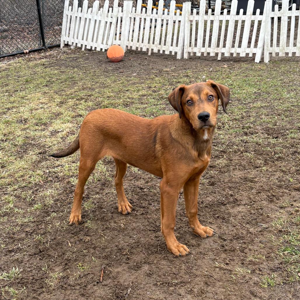 Enlarge Manny, a Adoptable mixed breed in Pawling, NY image 2/6