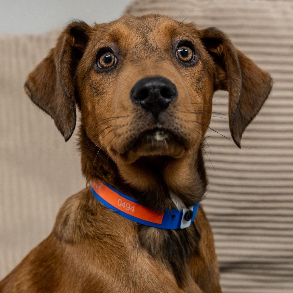 Manny, a Adoptable mixed breed in Pawling, NY image 2/6