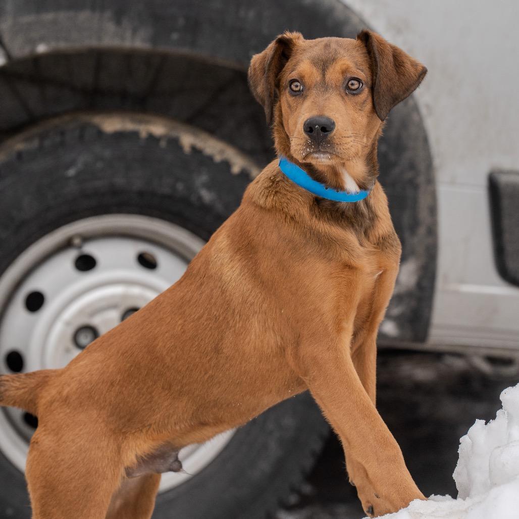 Manny, a Adoptable mixed breed in Pawling, NY image 3/6