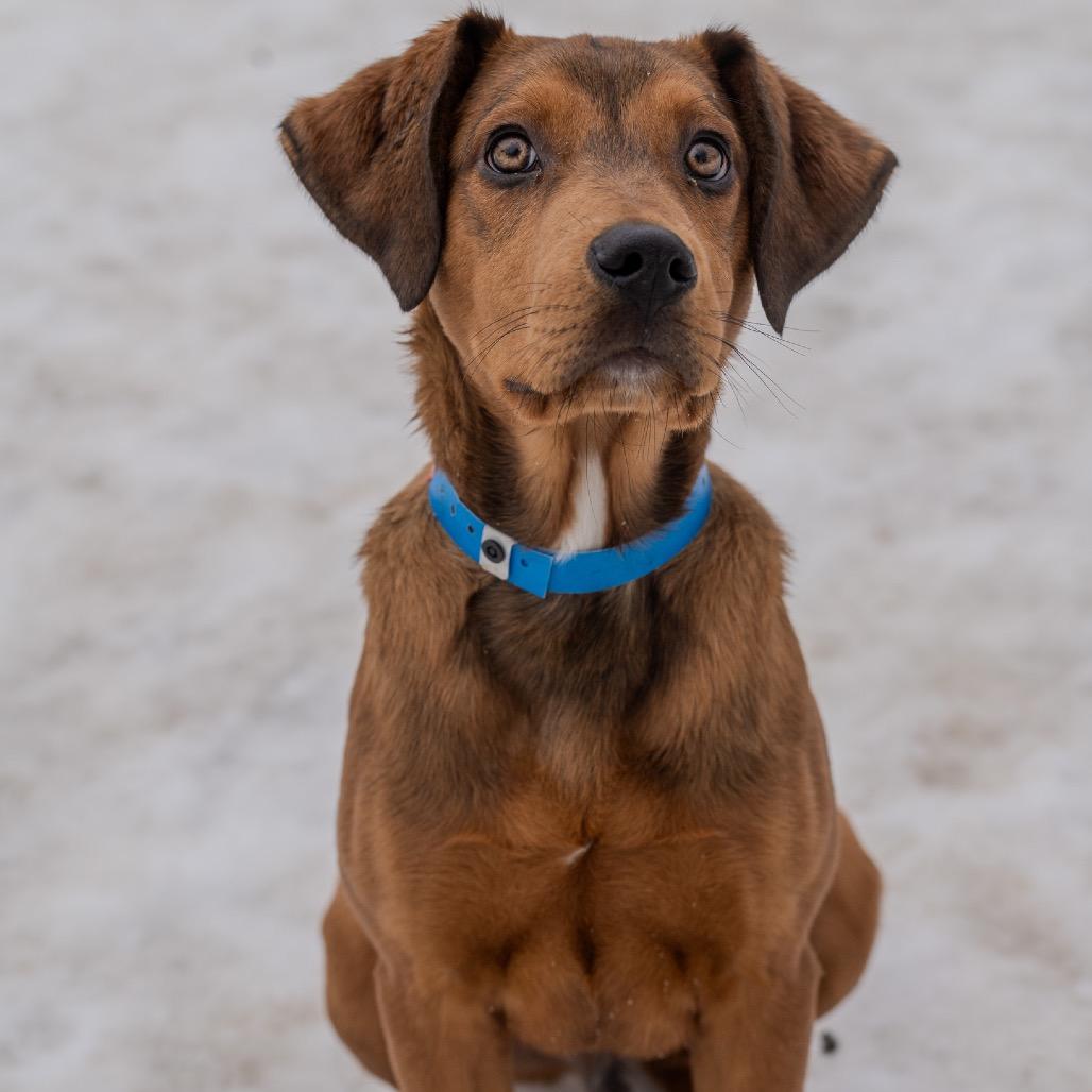Manny, a Adoptable mixed breed in Pawling, NY image 4/6