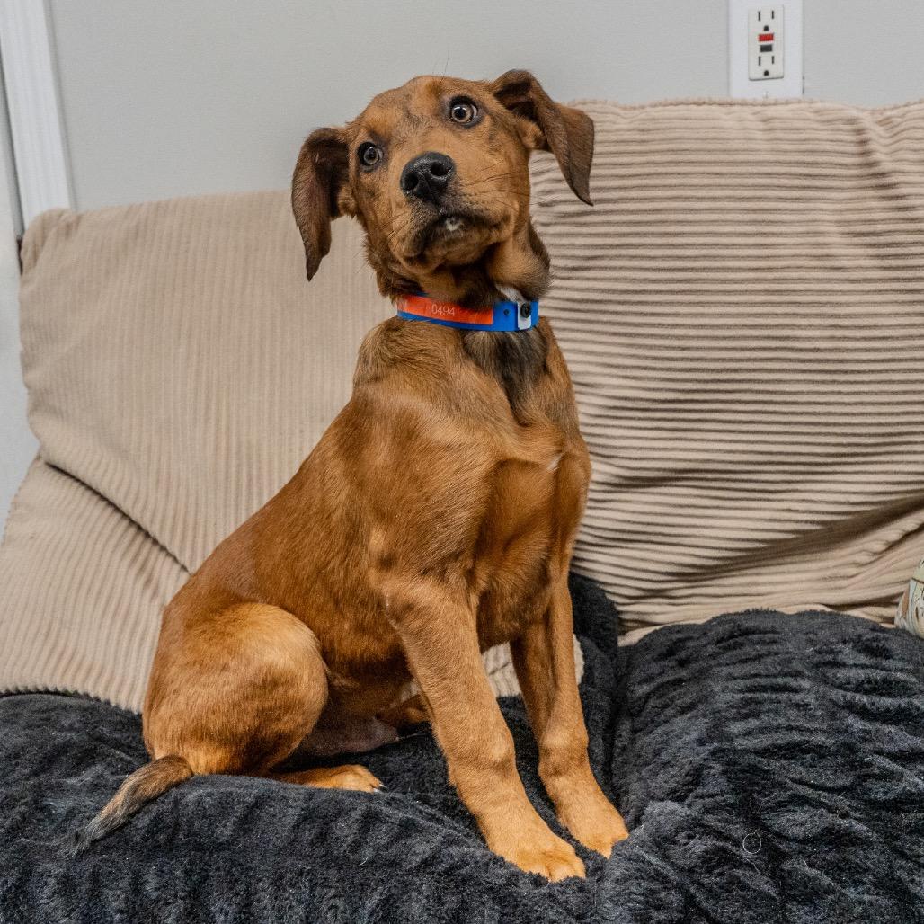 Manny, a Adoptable mixed breed in Pawling, NY image 5/6