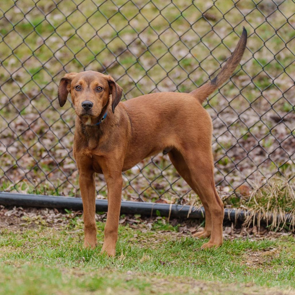 Enlarge Manny, a Adoptable mixed breed in Pawling, NY image 5/6
