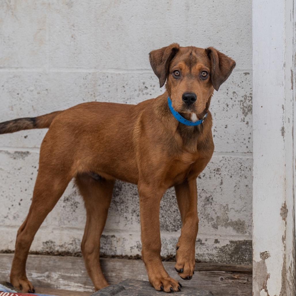 Manny, a Adoptable mixed breed in Pawling, NY image 6/6