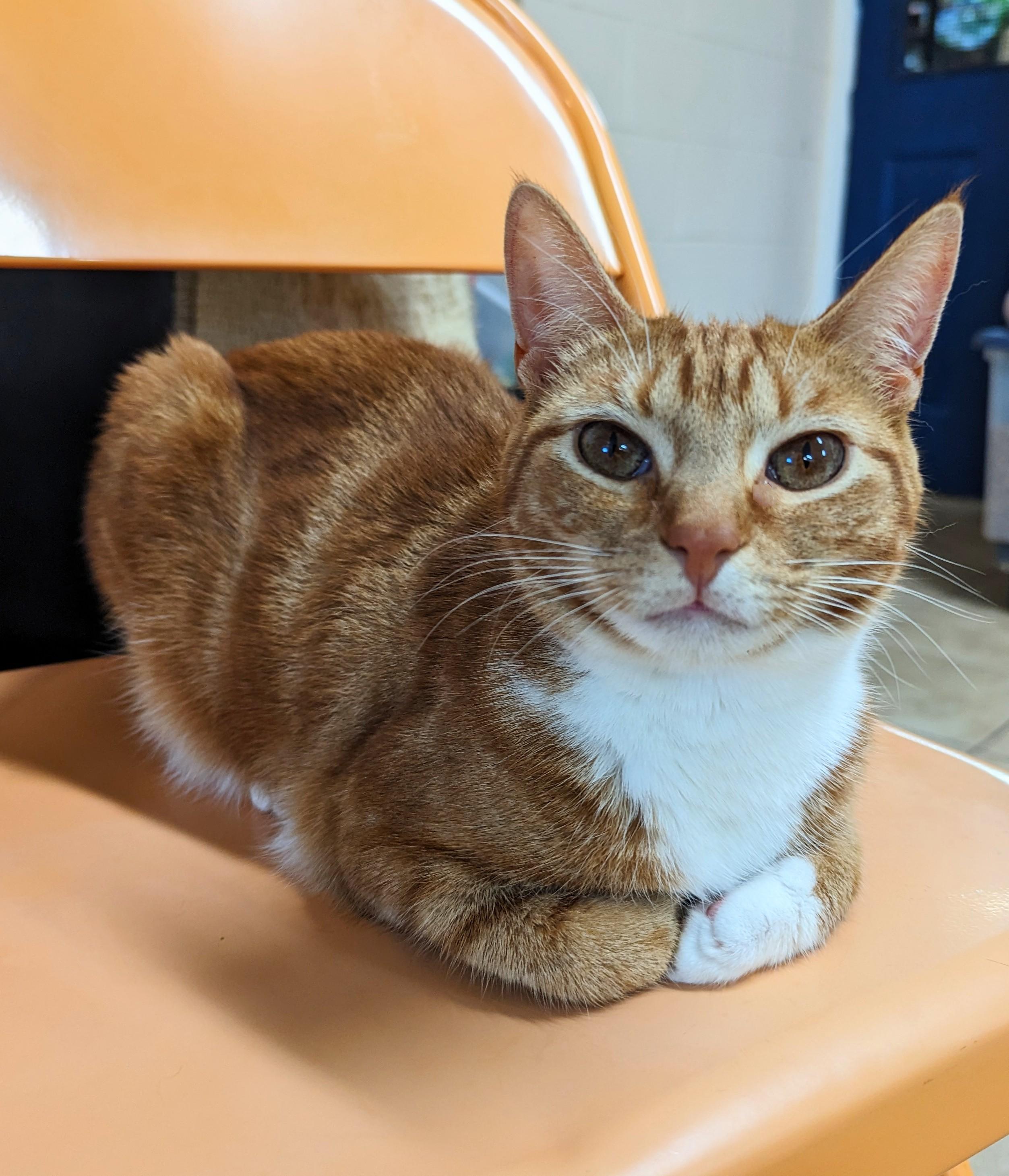 Enlarge Ginger (Bonded with Nutmeg), a Adopted Domestic Short Hair in New Windsor, NY image 1/2