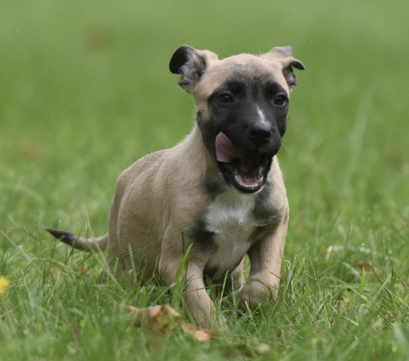 Sawyer, Adoptable, Puppy Male Terrier & Boxer.