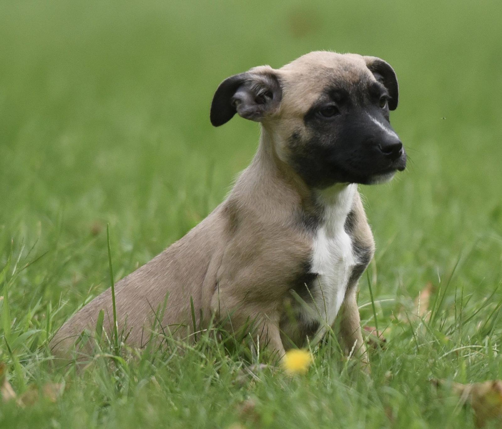 Enlarge Sawyer, a Adoptable mixed breed in Mechanicsburg, PA image 2/3