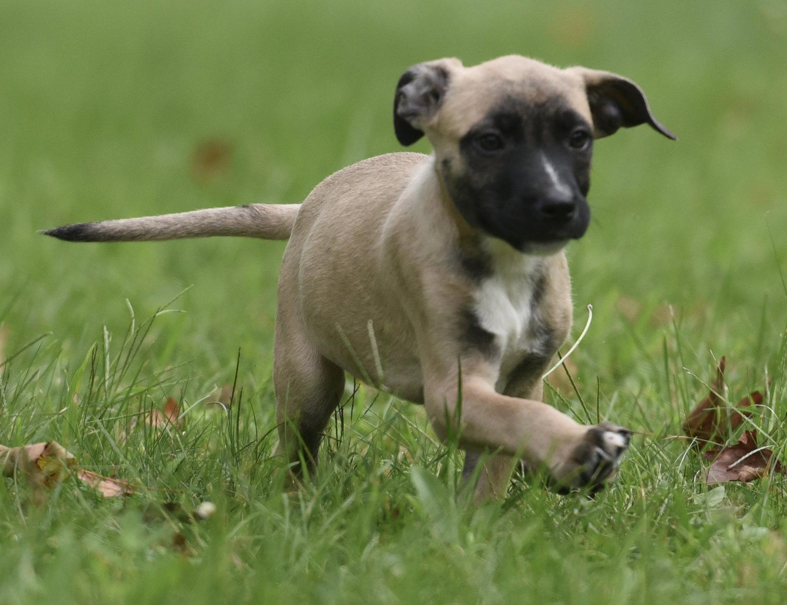 Enlarge Sawyer, a Adoptable mixed breed in Mechanicsburg, PA image 3/3