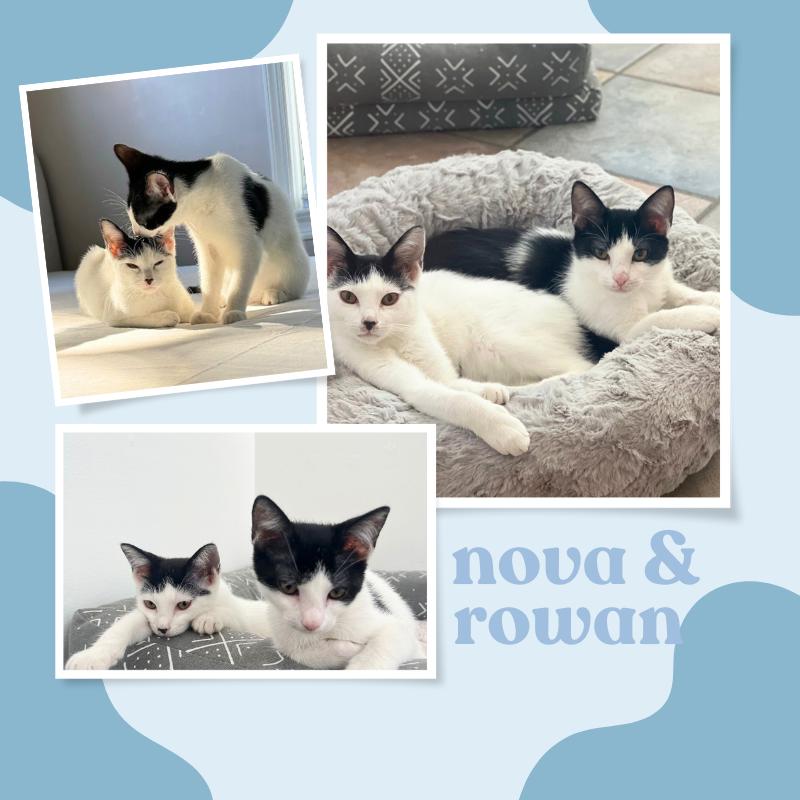 Nova and Rowan- Dog and Cat Friendly Kittens