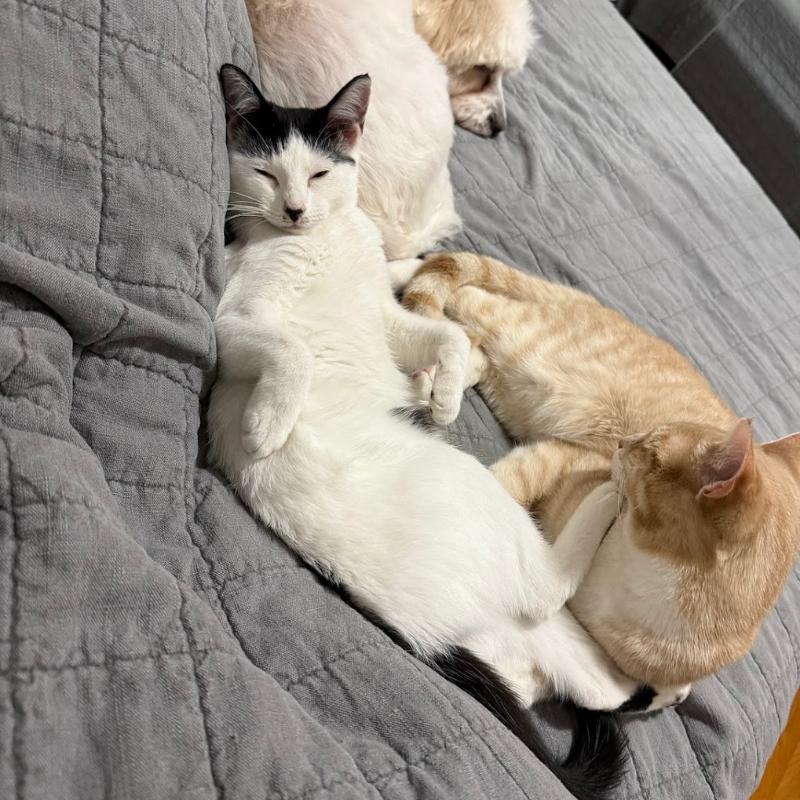 Nova and Rowan- Dog and Cat Friendly Kittens