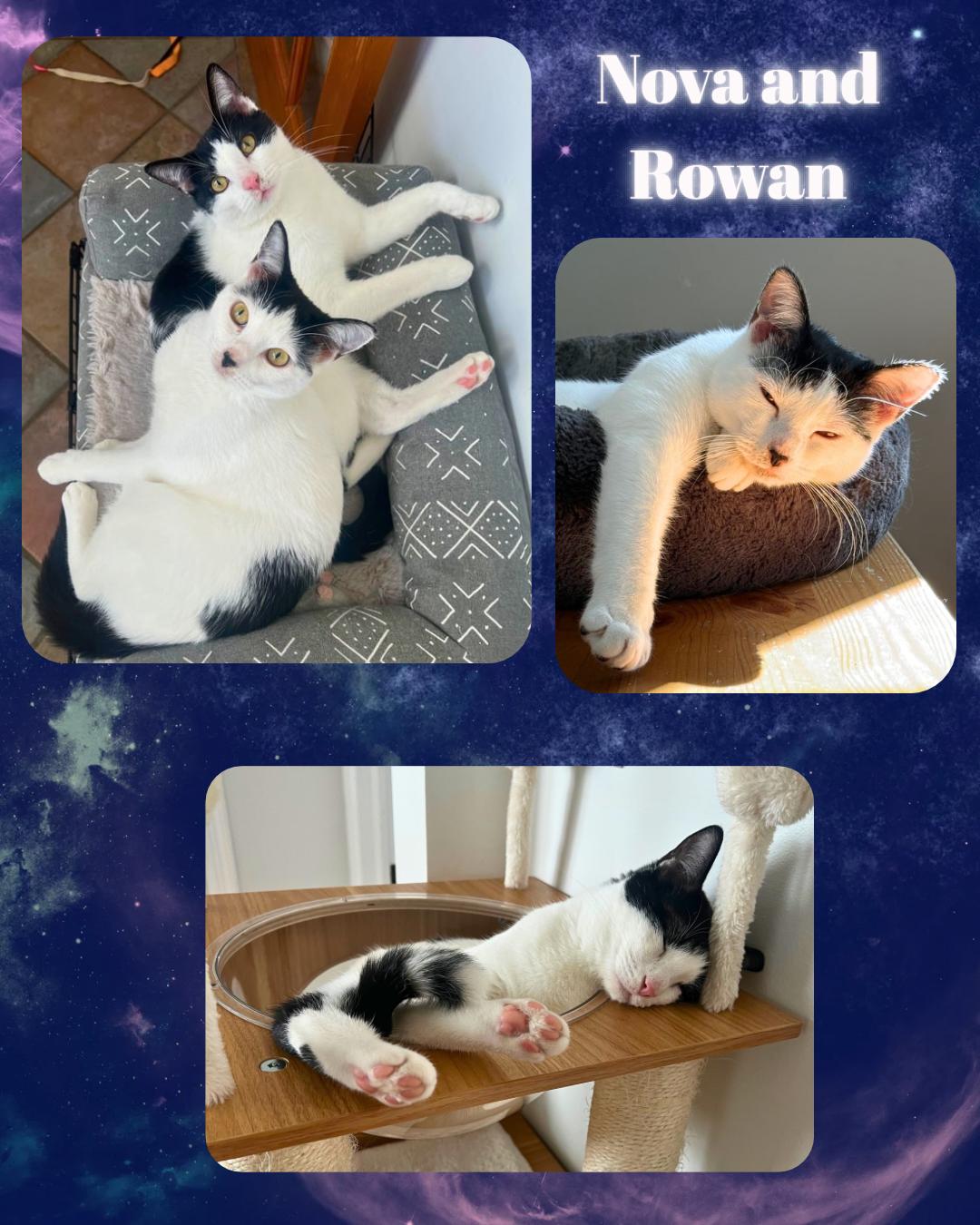 Nova and Rowan- Dog and Cat Friendly Kittens