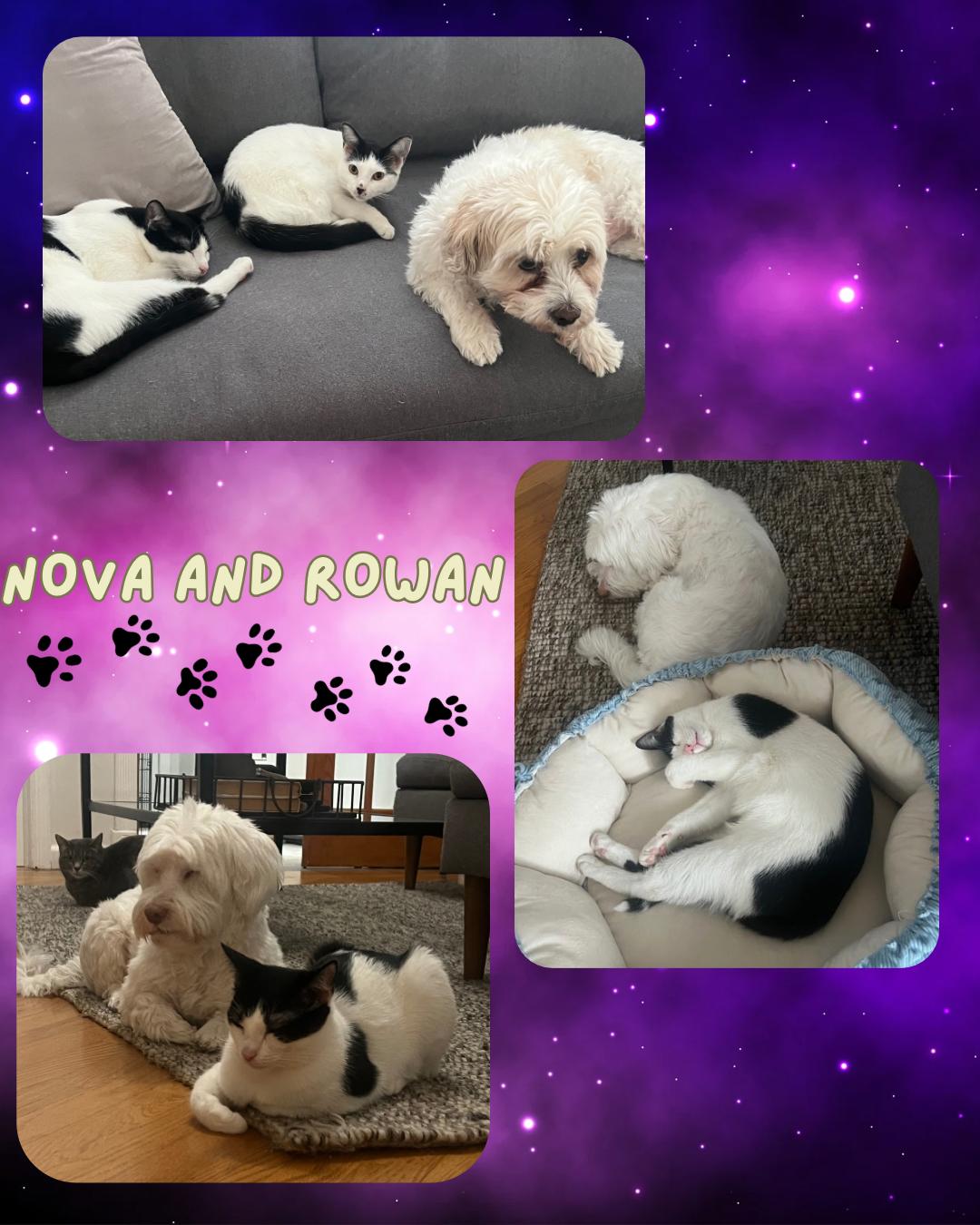 Nova and Rowan- Dog and Cat Friendly Kittens