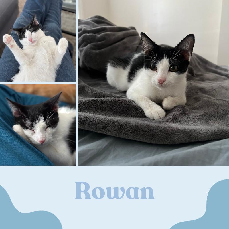 Nova and Rowan- Dog and Cat Friendly Kittens