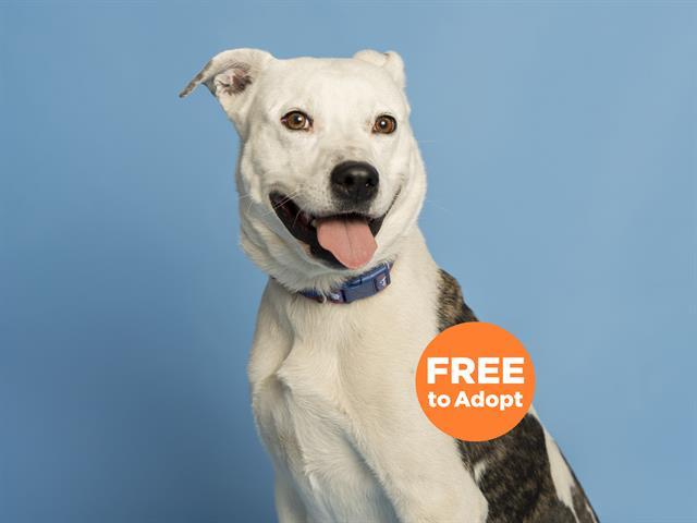 Enlarge ZOEY, a Adoptable mixed breed in Phoenix, AZ image 1/1
