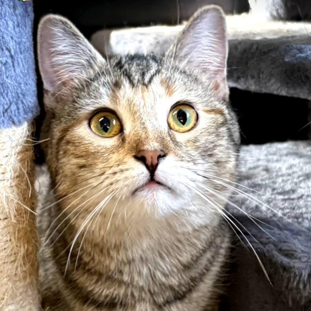 Enlarge Cinnamon, a Adoptable Domestic Short Hair in Pittsburgh, PA image 1/2