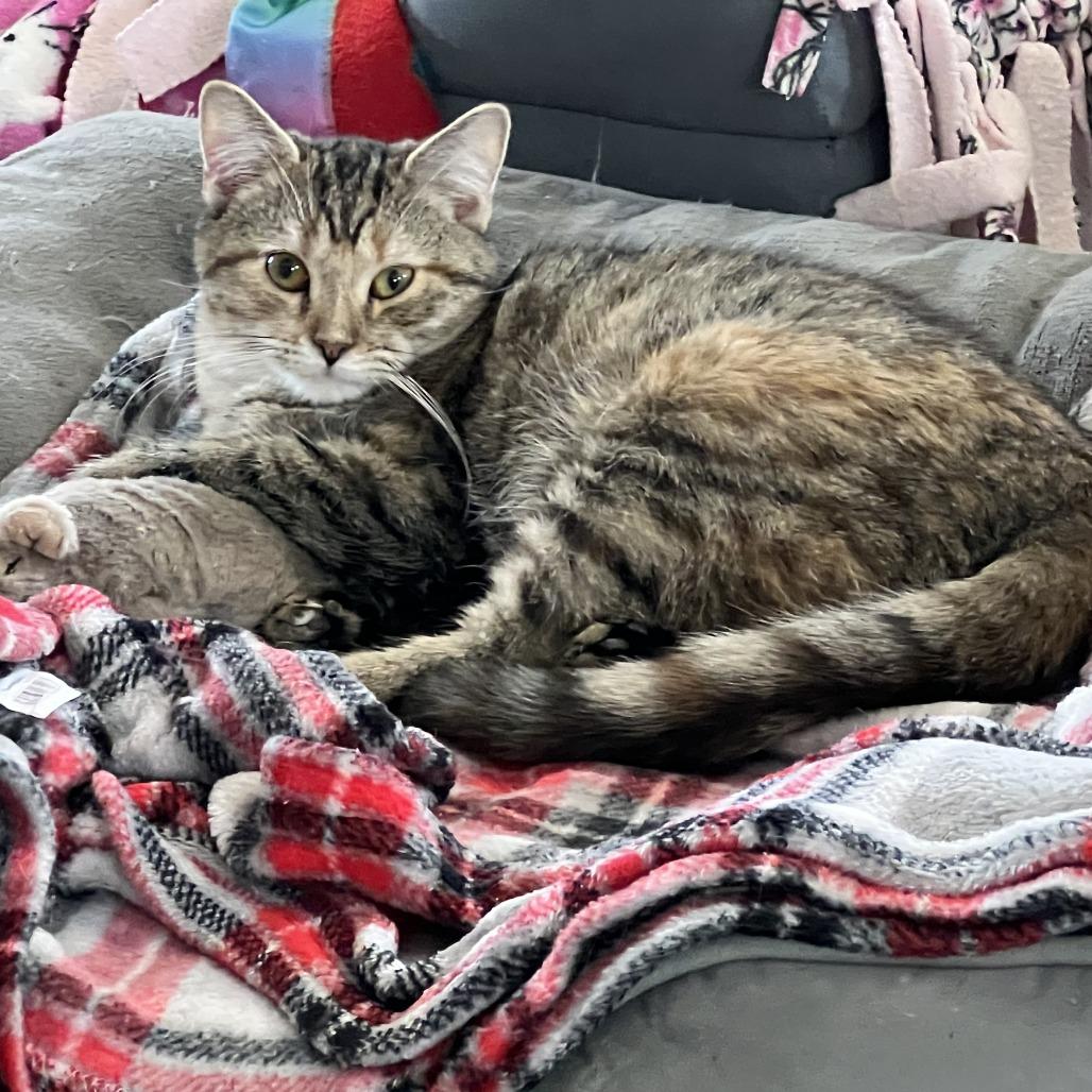 Enlarge Cinnamon, a Adoptable Domestic Short Hair in Pittsburgh, PA image 1/1