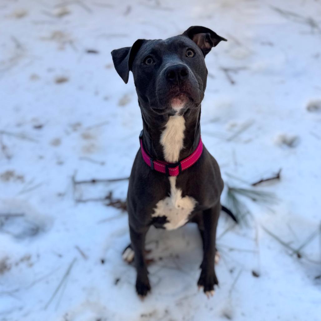 Iyana, Adoptable, Adult Female Mixed Breed.