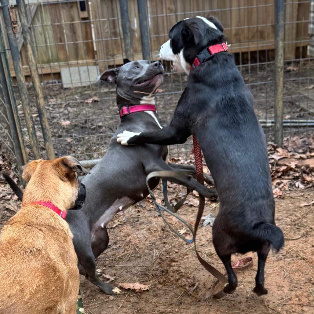 Iyana, a Adoptable Mixed Breed in Fredericksburg, VA image 2/6