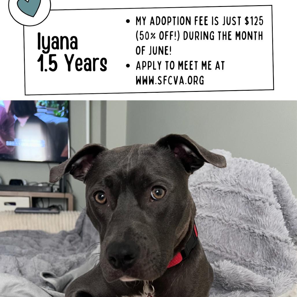 Iyana, a Adoptable Mixed Breed in Fredericksburg, VA image 3/6