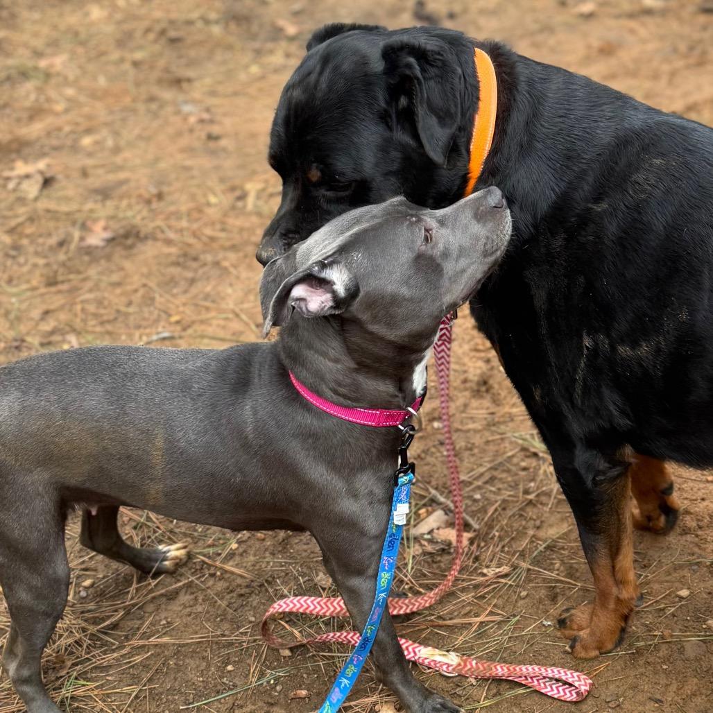 Iyana, a Adoptable Mixed Breed in Fredericksburg, VA image 4/6