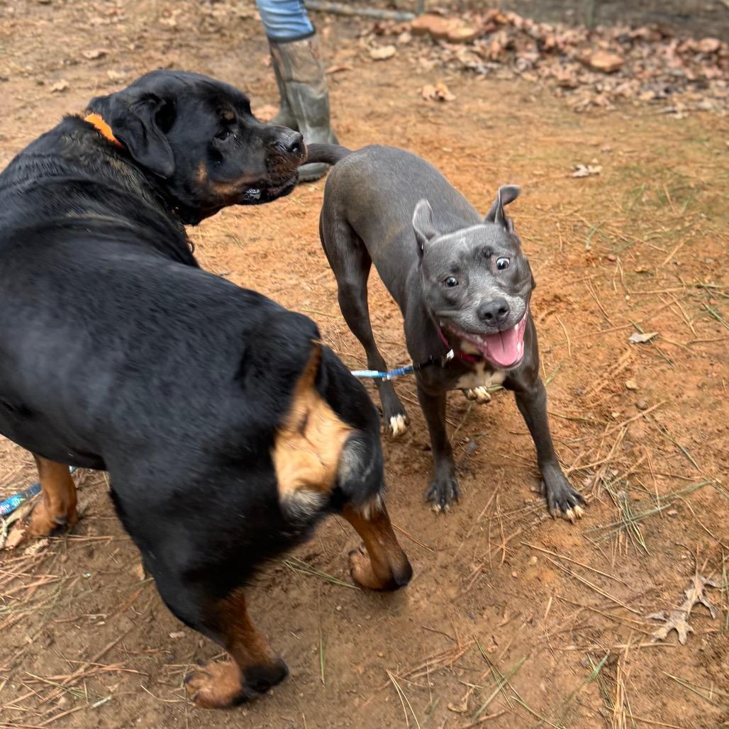 Iyana, a Adoptable Mixed Breed in Fredericksburg, VA image 5/6