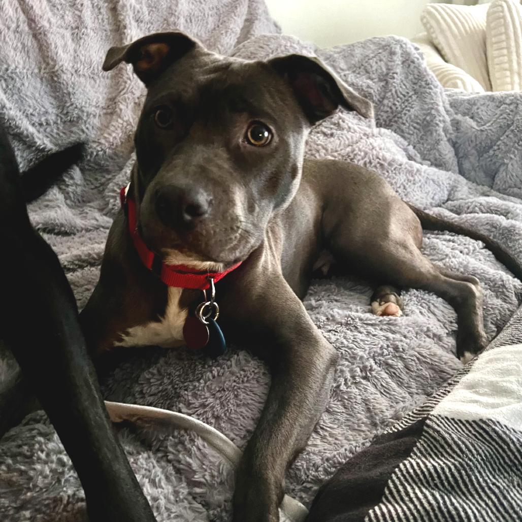 Iyana, a Adoptable Mixed Breed in Fredericksburg, VA image 6/6