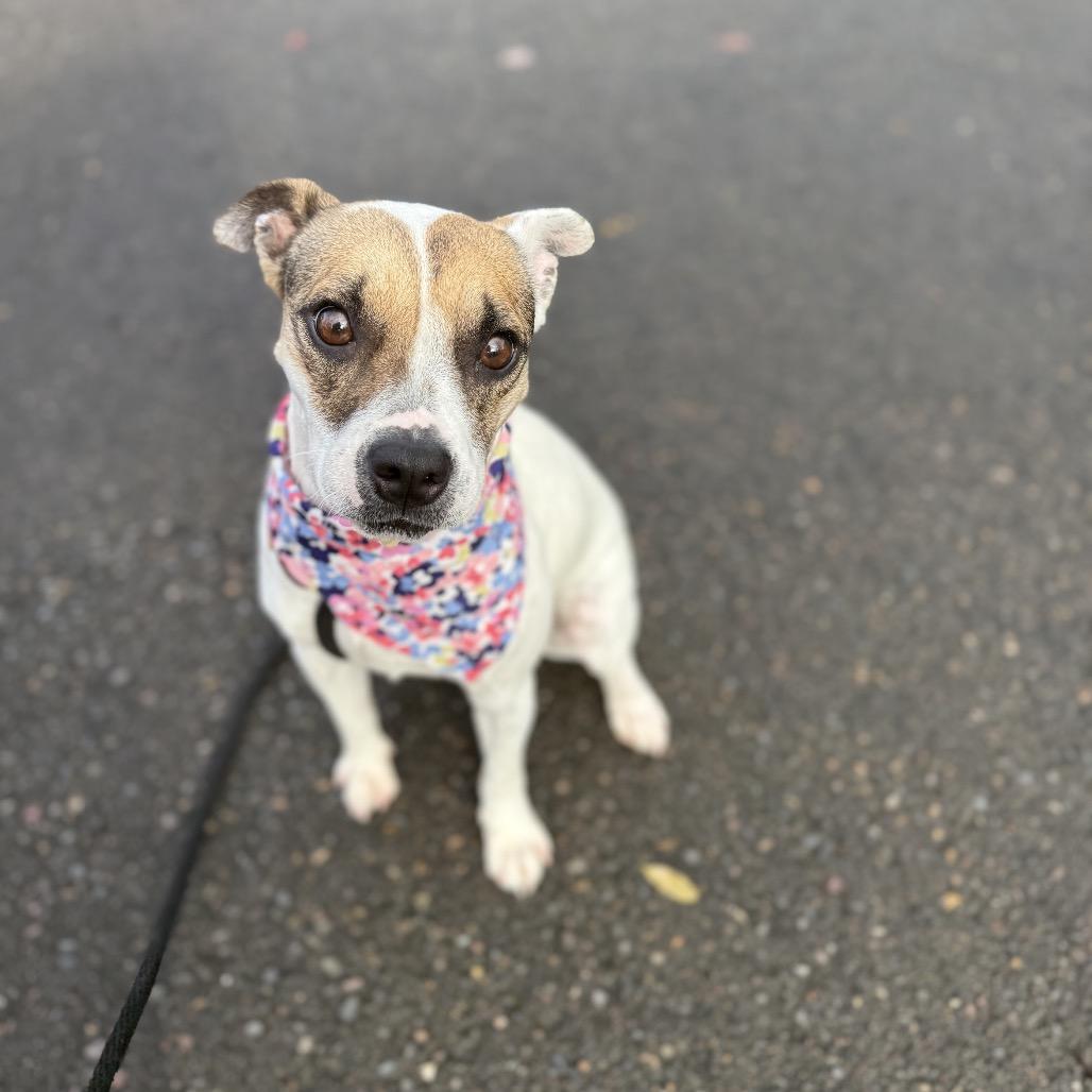 Sassy, Adoptable, Young Female Rat Terrier.