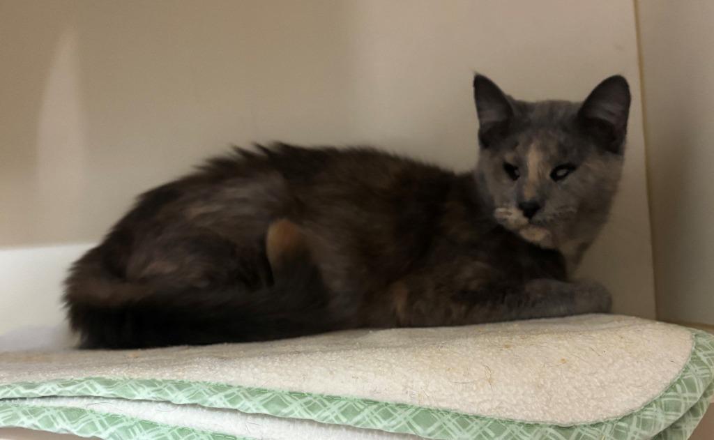 SHELLY, Adoptable, Senior Female Domestic Short Hair.