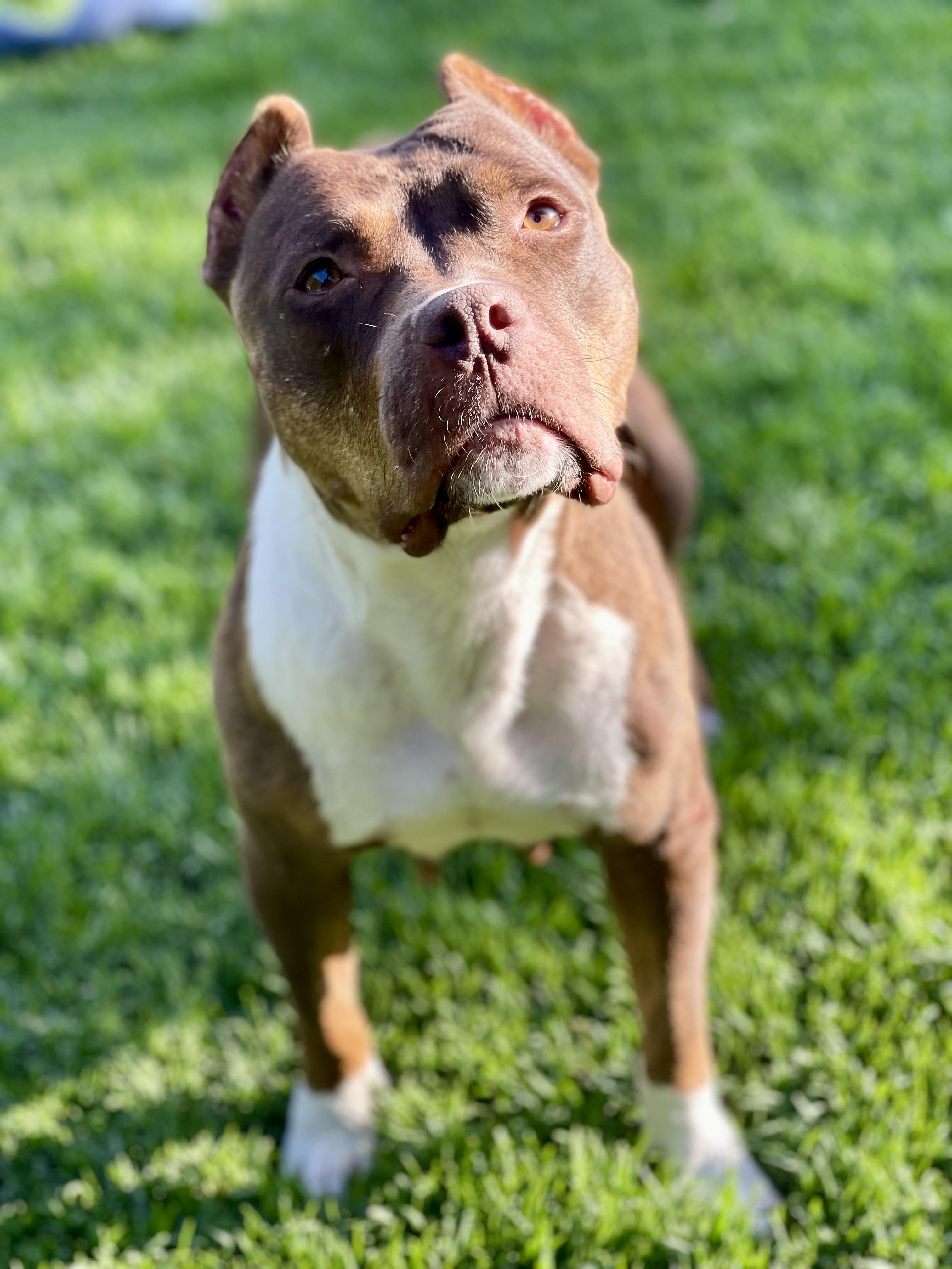 Athena , ADOPTABLE, Adult Female American Bully.