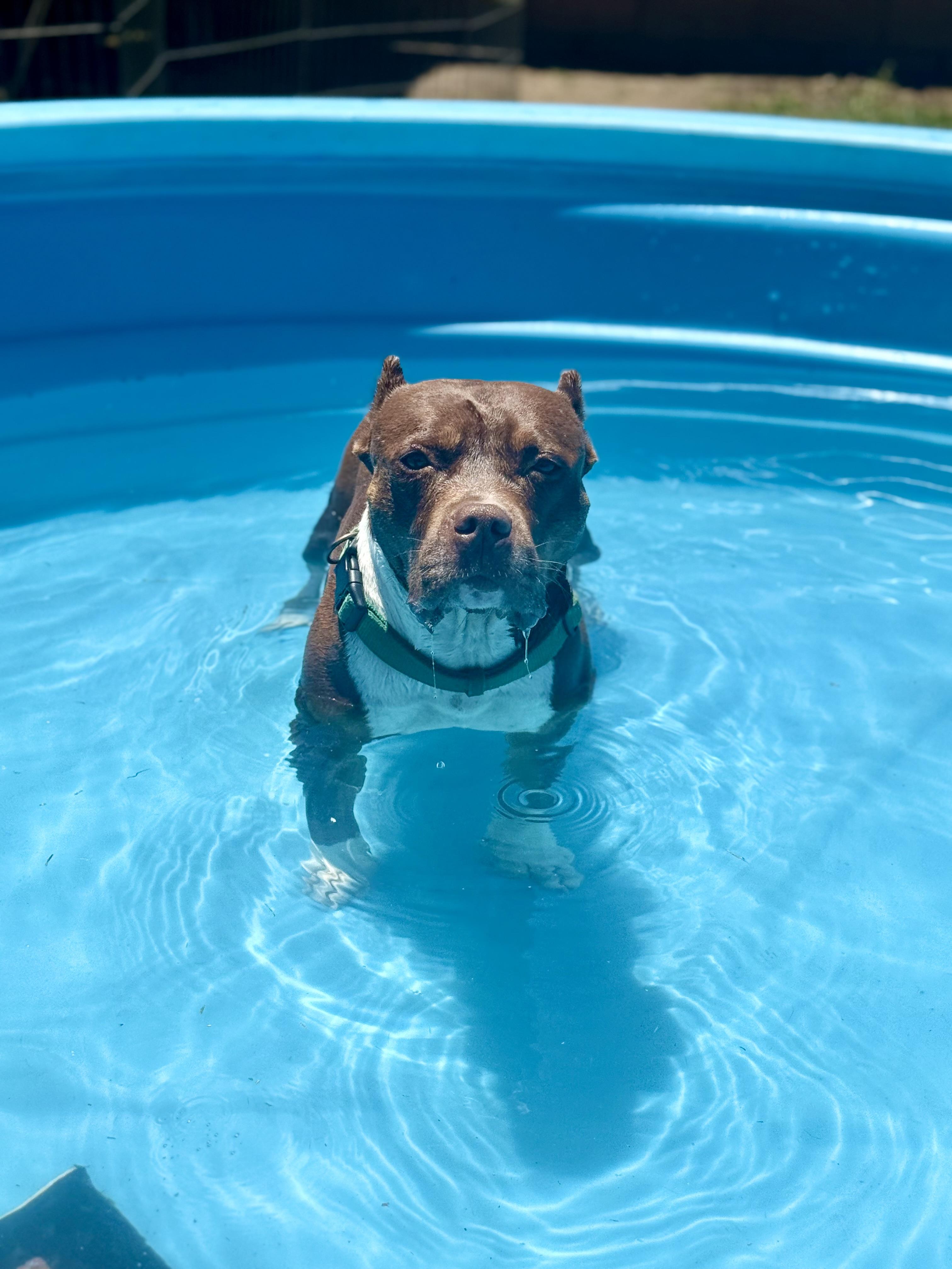 Athena , a ADOPTABLE American Bully in Los Angeles, CA image 3/6