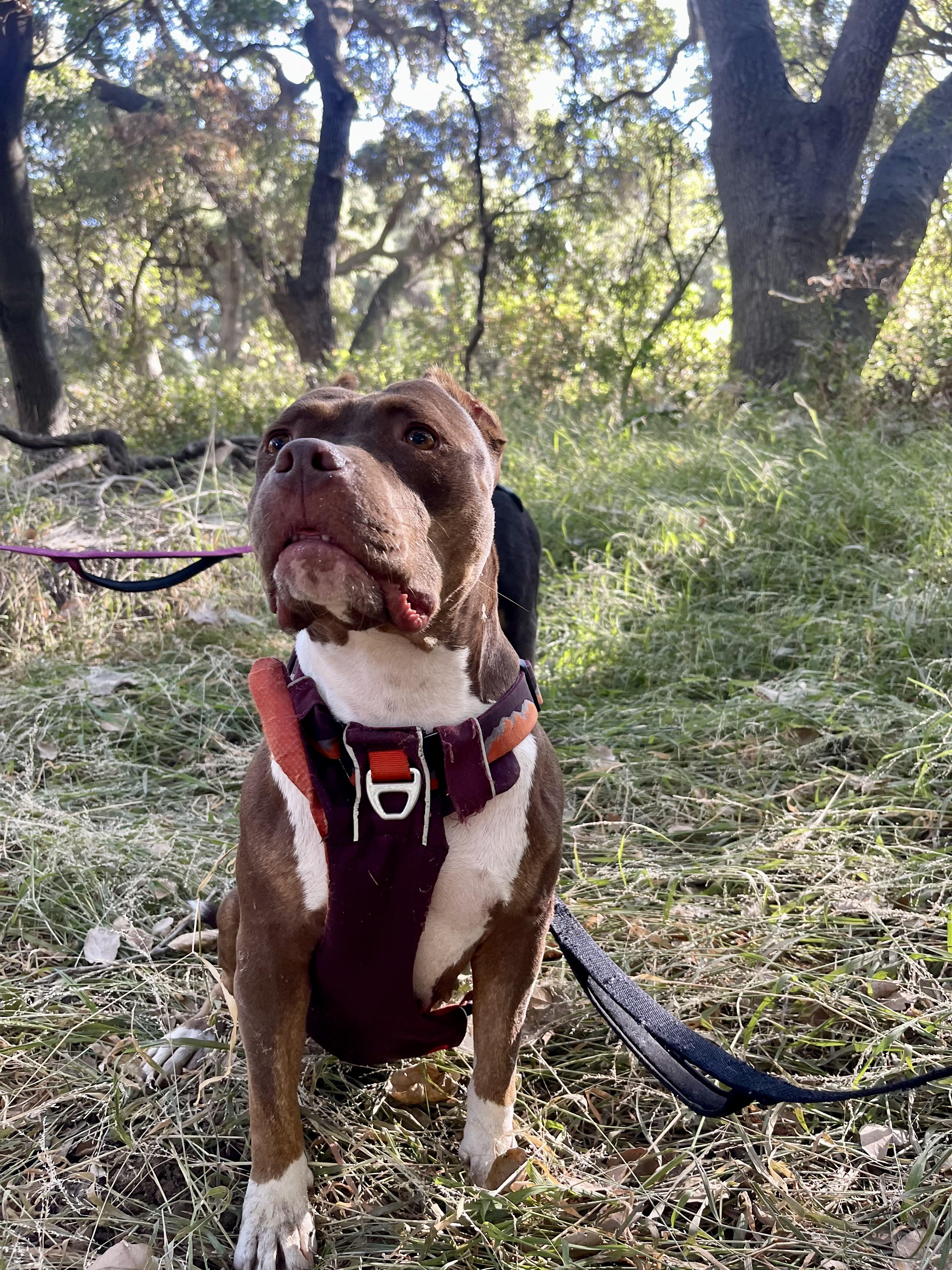 Athena , a ADOPTABLE American Bully in Los Angeles, CA image 6/6