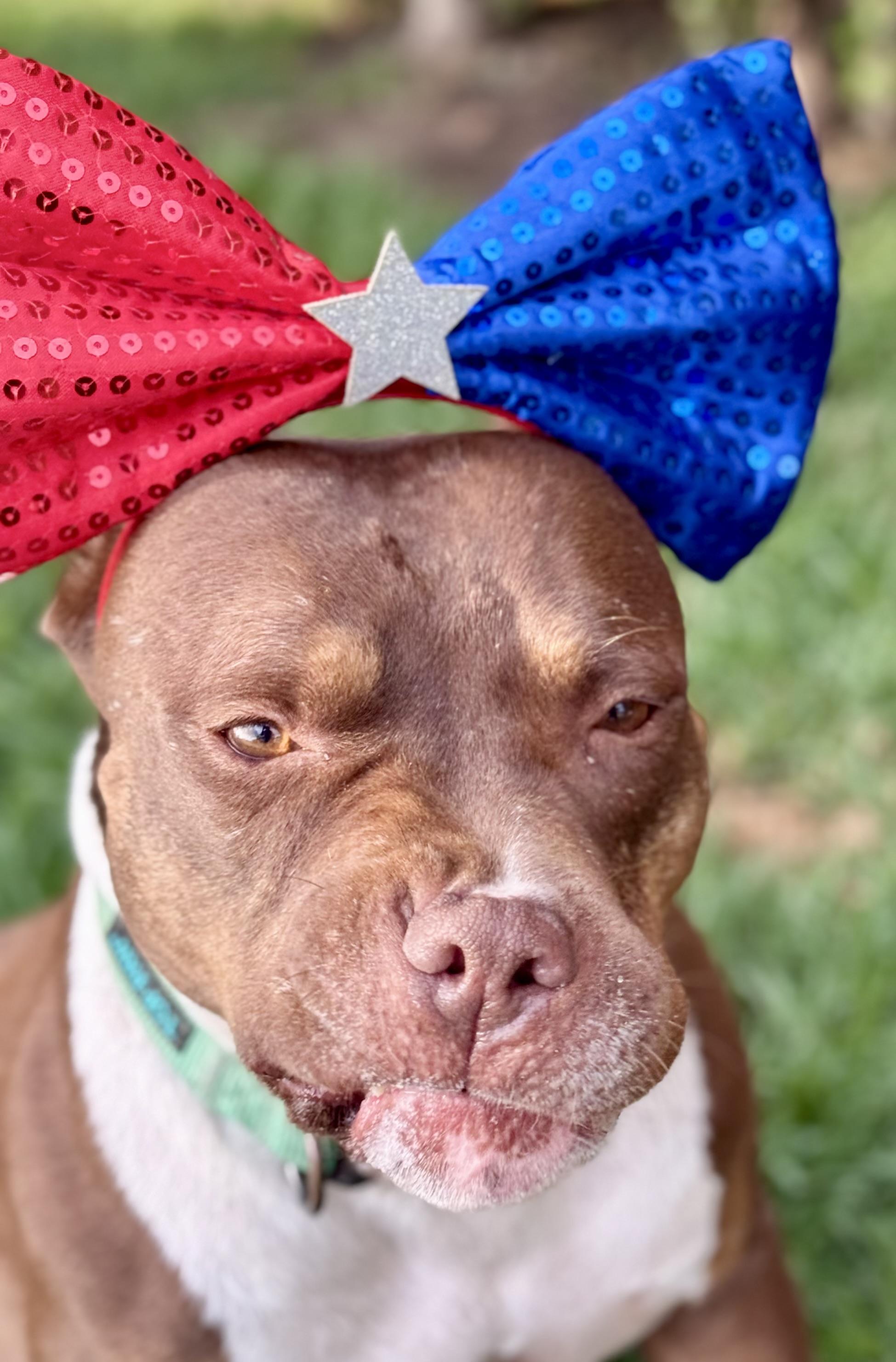 Athena , a ADOPTABLE American Bully in Los Angeles, CA image 4/6