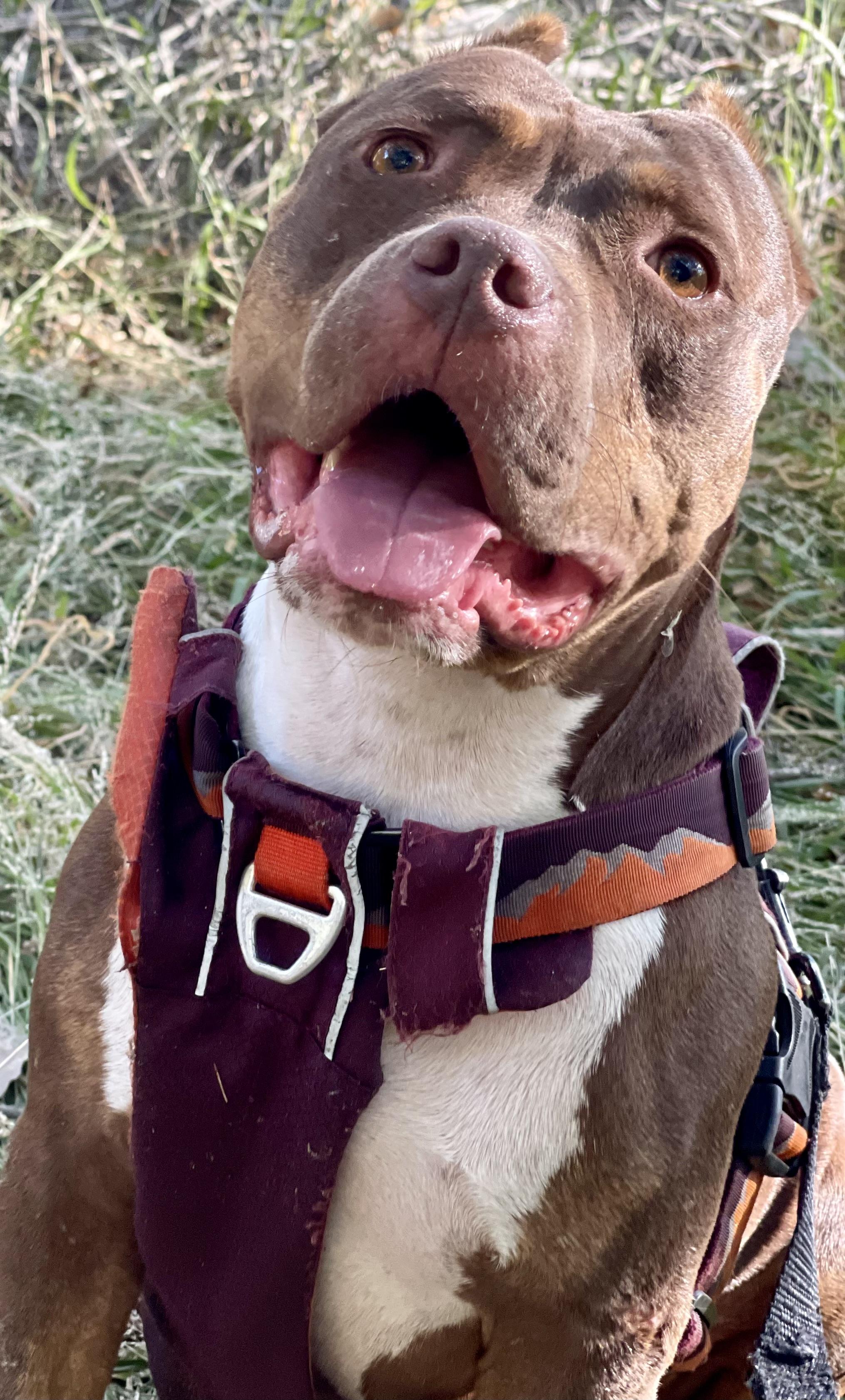 Athena , a ADOPTABLE American Bully in Los Angeles, CA image 2/6