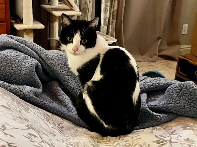 Flyguy, a Adoptable Domestic Short Hair in Santa Cruz, CA image 3/6