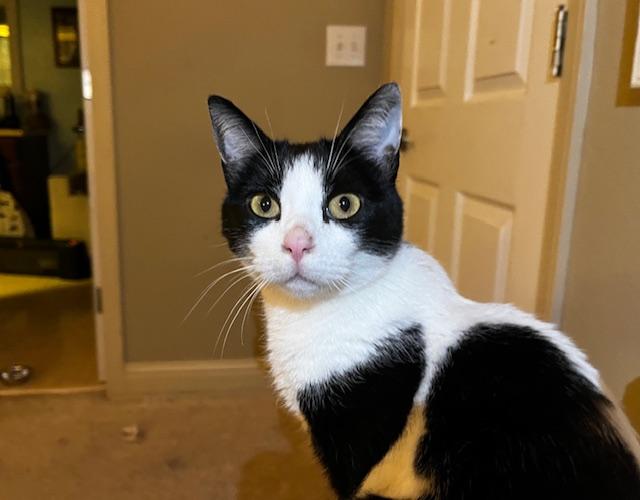 Flyguy, a Adoptable Domestic Short Hair in Santa Cruz, CA image 4/6