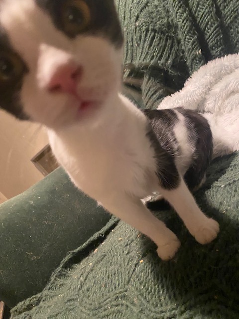 Flyguy, a Adoptable Domestic Short Hair in Santa Cruz, CA image 6/6