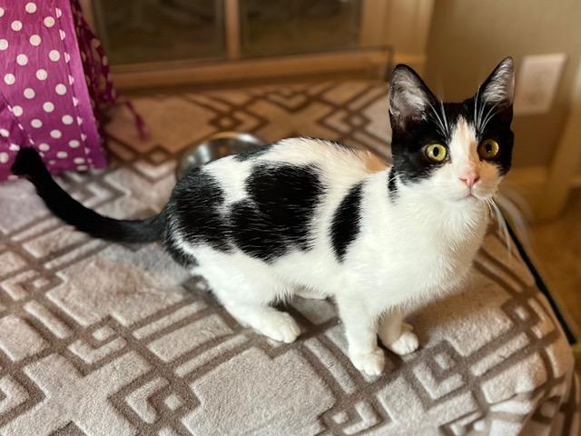 Flyguy, a Adoptable Domestic Short Hair in Santa Cruz, CA image 5/6