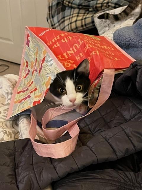 Flyguy, a Adoptable Domestic Short Hair in Santa Cruz, CA image 2/6