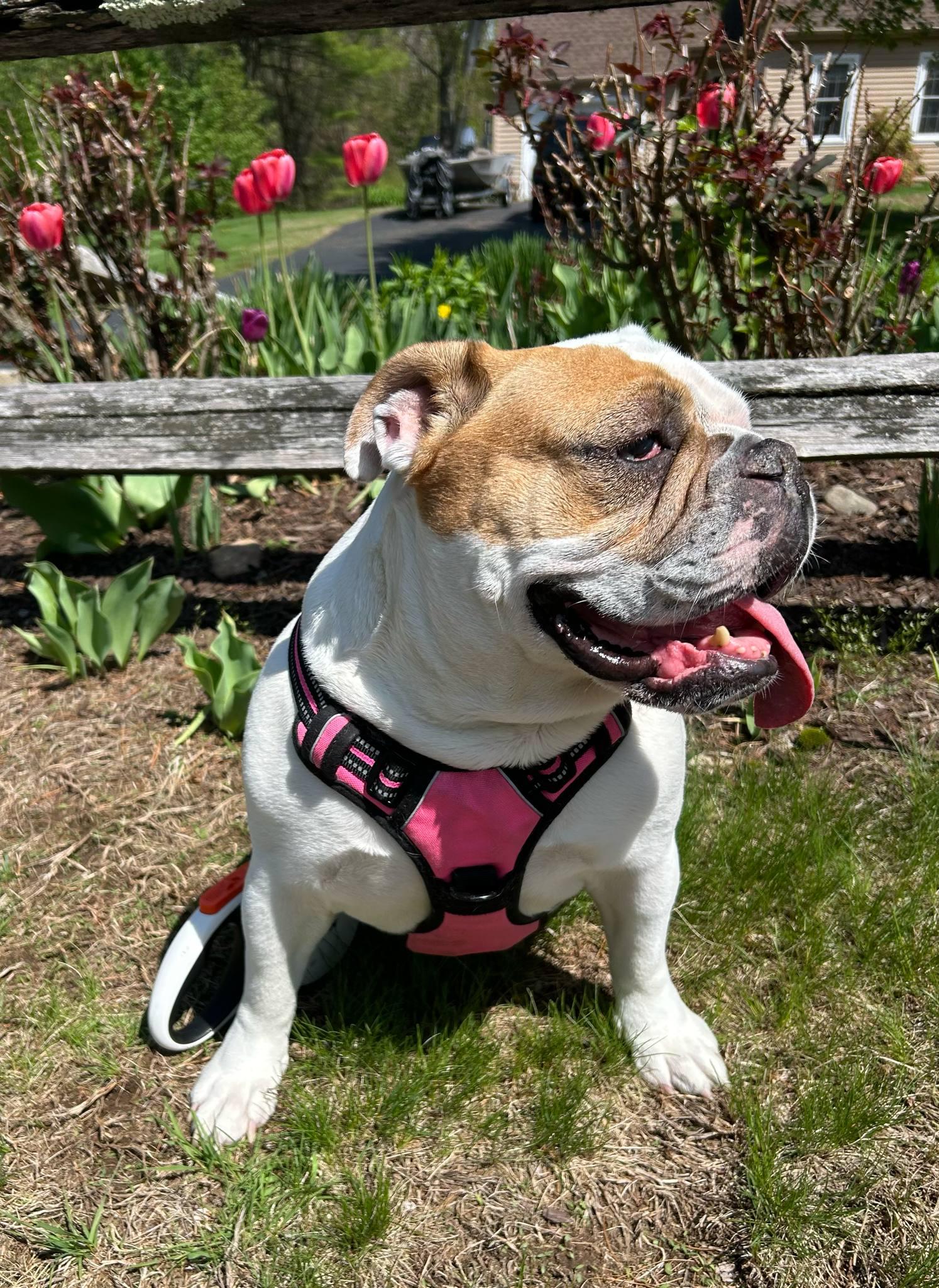 Enlarge Missy, a Adopted Bulldog in Stony Brook, NY image 2/5