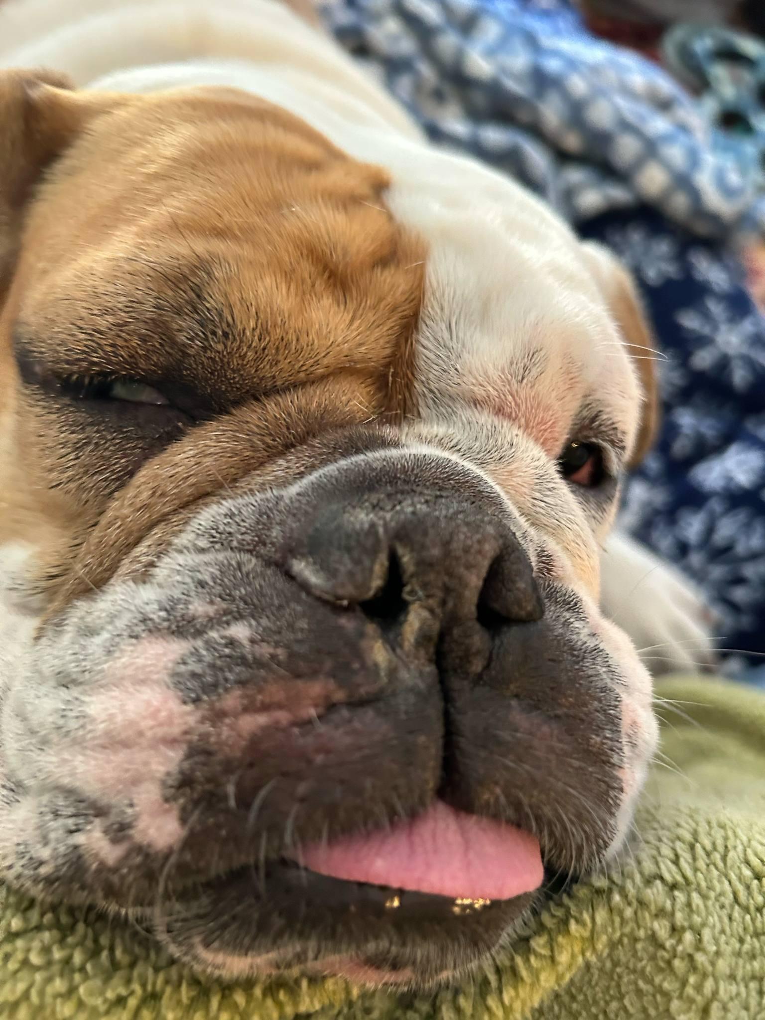 Enlarge Missy, a Adopted Bulldog in Stony Brook, NY image 3/5