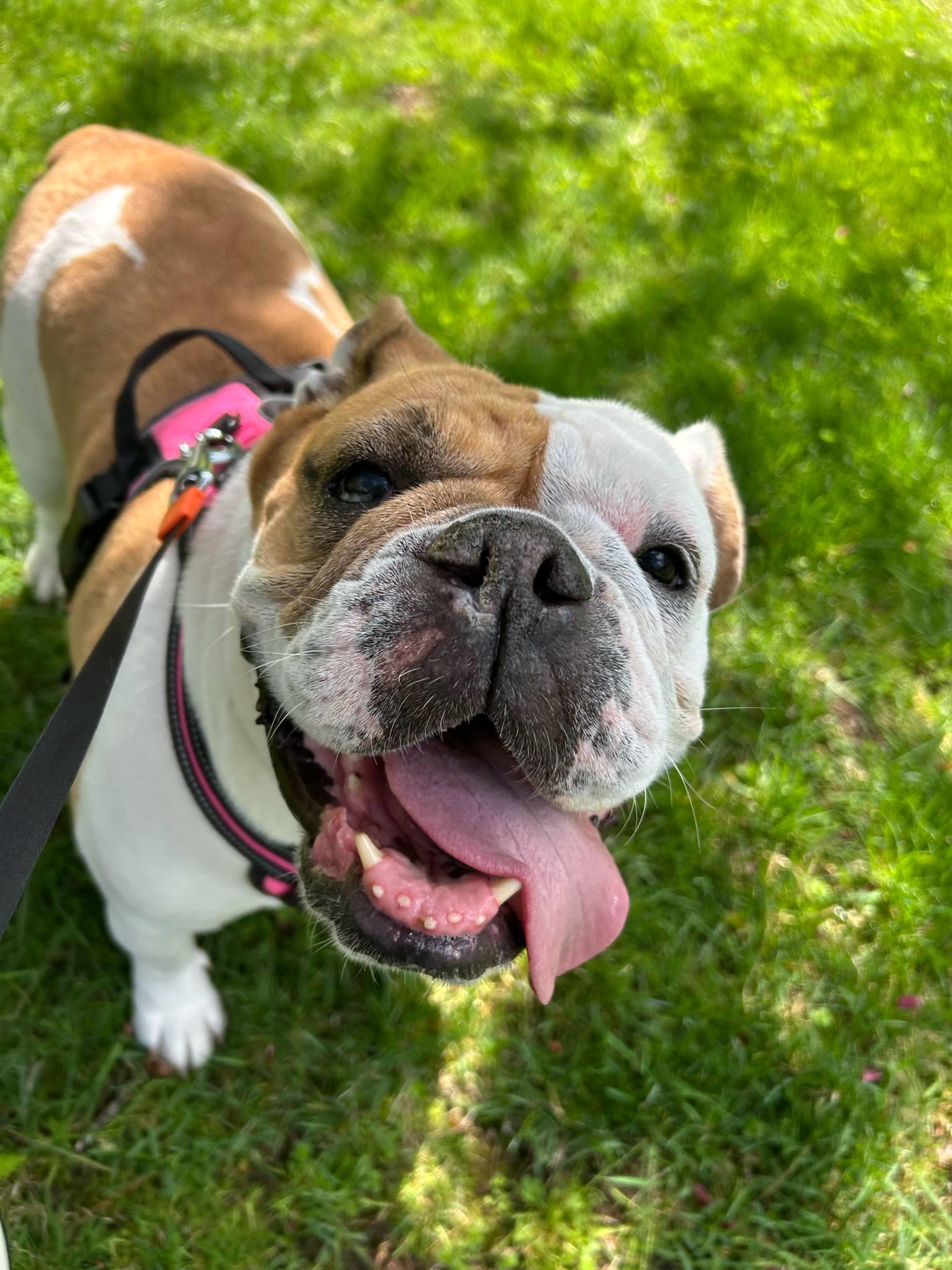 Enlarge Missy, a Adopted Bulldog in Stony Brook, NY image 4/5