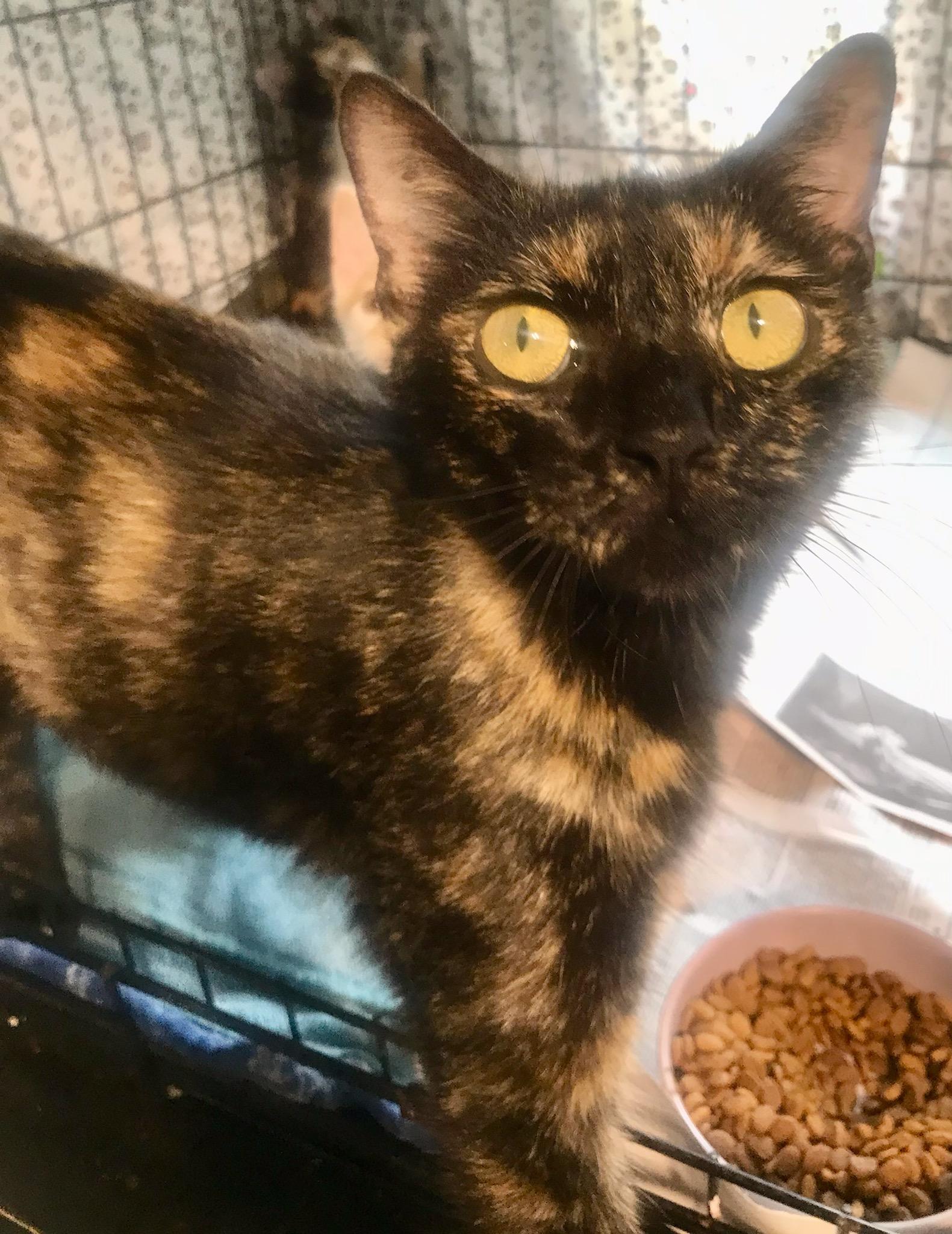 Enlarge Xenia, a Adoptable American Shorthair in Cincinnati, OH image 1/4