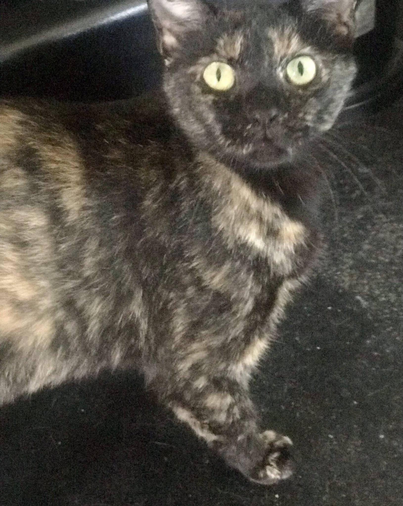 Enlarge Xenia, a Adoptable American Shorthair in Cincinnati, OH image 2/4