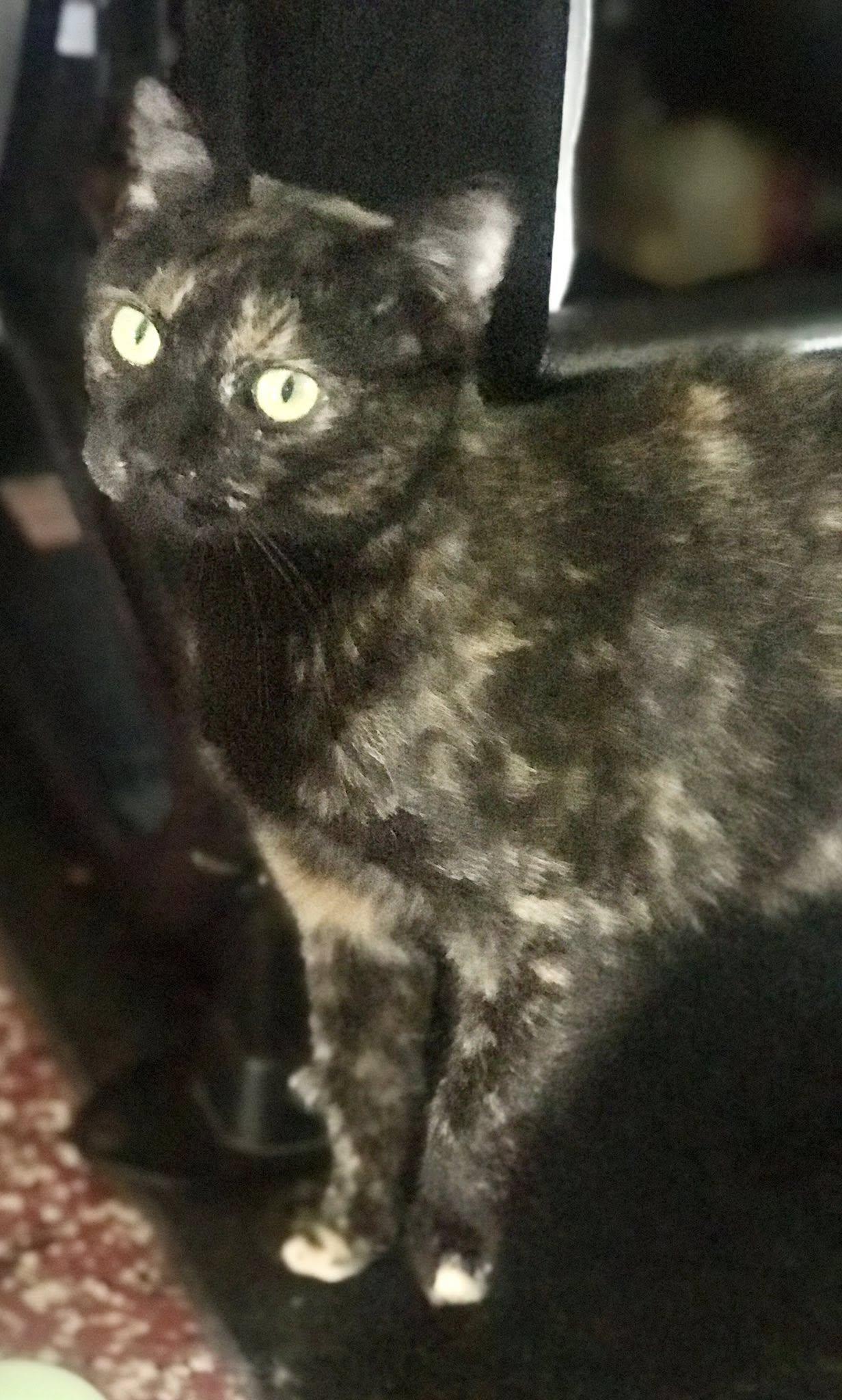 Enlarge Xenia, a Adoptable American Shorthair in Cincinnati, OH image 3/4