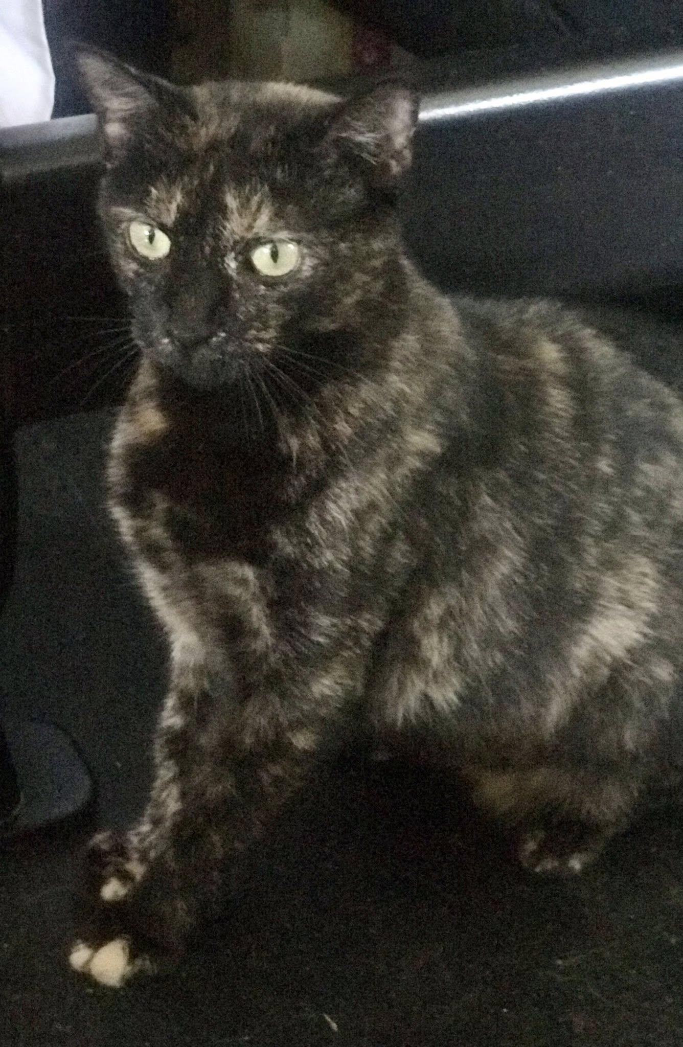 Enlarge Xenia, a Adoptable American Shorthair in Cincinnati, OH image 4/4