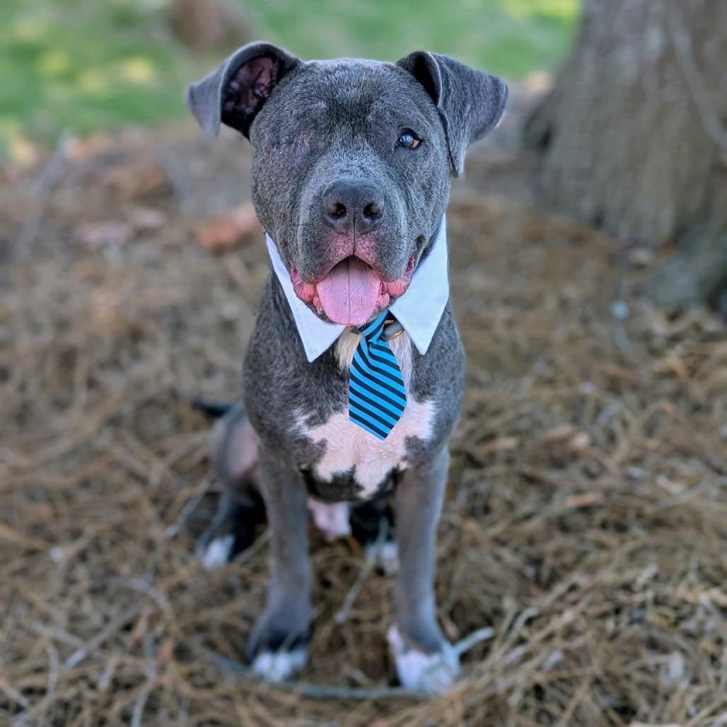 Enlarge Grits, a ADOPTABLE mixed breed in Helena, AL image 1/3