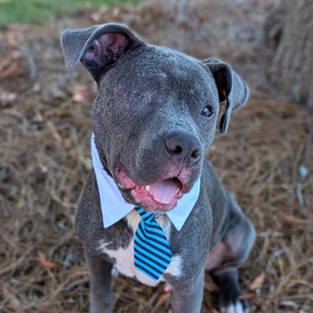 Enlarge Grits, a ADOPTABLE mixed breed in Helena, AL image 2/3